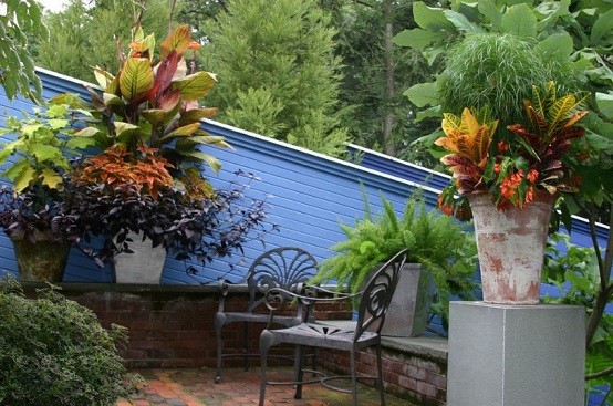 Plantas, un toque más que tropical a tu jardÃn. Diseño Tropical Jardín