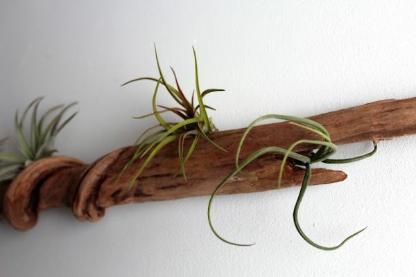 Maderas flotantes como adornos para el hogar Decoracion contemporanea con mesas tronco