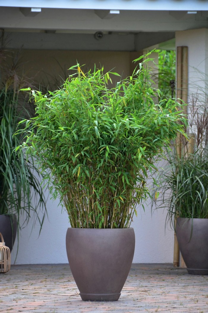 Adornos jardin e ideas originales en 100 imágenes Cerca Herreria decoración