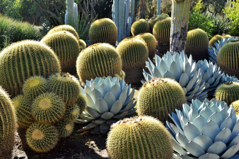Jardin de cactus - cuarenta y nueve ideas de cómo elaborar uno