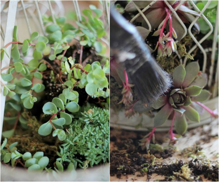 Jardines suculentas en proyectos creativos increÃbles