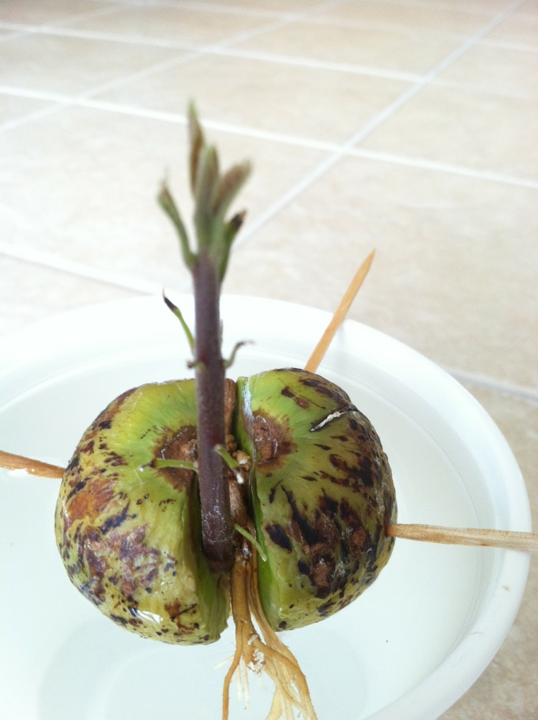 Aguacate - consejos para cultivarlo en tu propio hogar