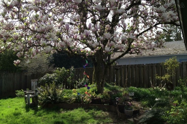 árbol magnolia sombra flores rosa