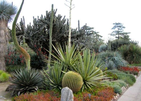 cactus paisaje bnatural jardin isla