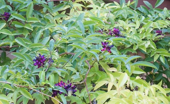 diseño de jardines plantas jardin paisaje