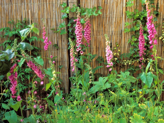 flores bambu plantas patio plantas