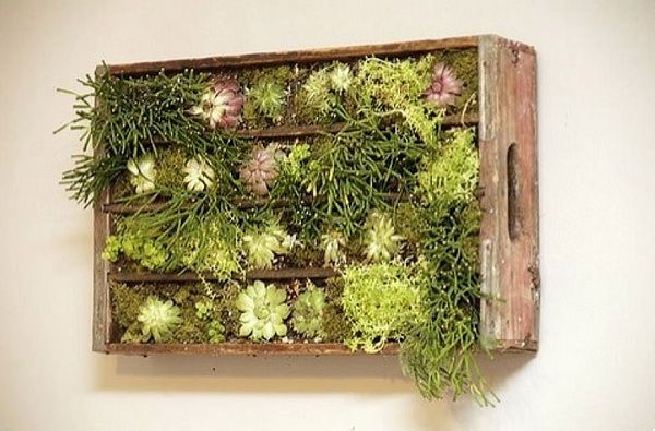 jardines verticales plantas colores caja madera