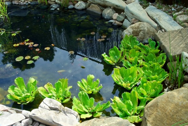 lago natural decorativo link plantas