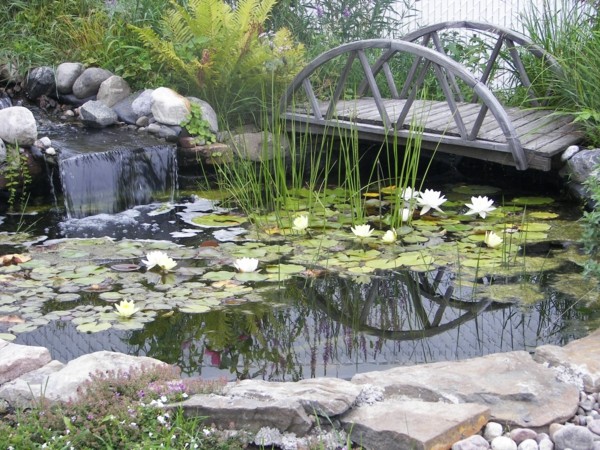 lagos jardín flor loto puente