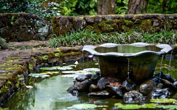 lagos naturales fuente flor loto