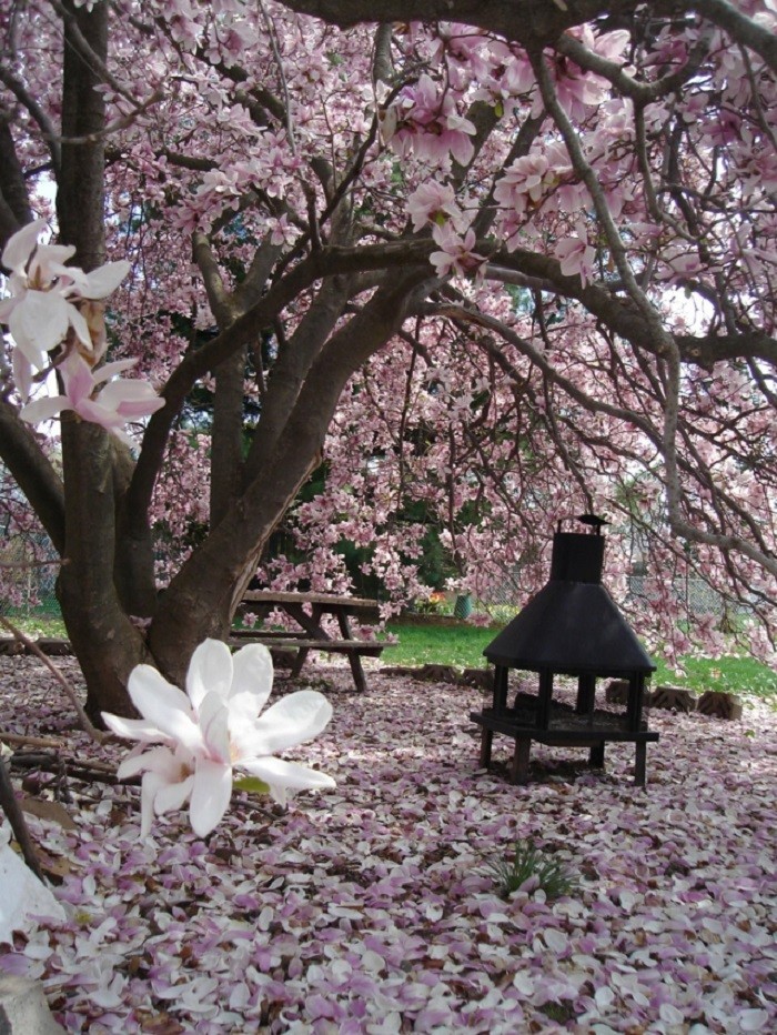 magnolia florece jardin precioso ambiente