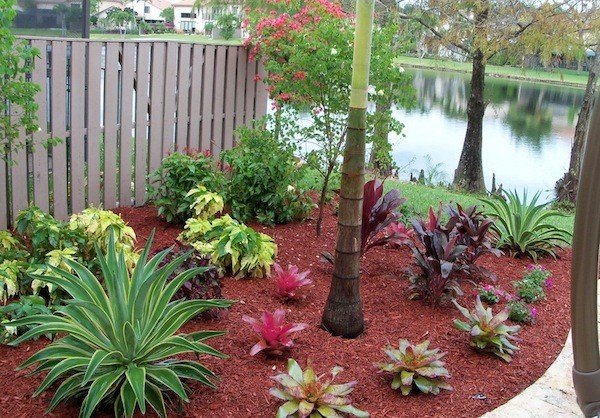 mantillo color palmera jardin plantas