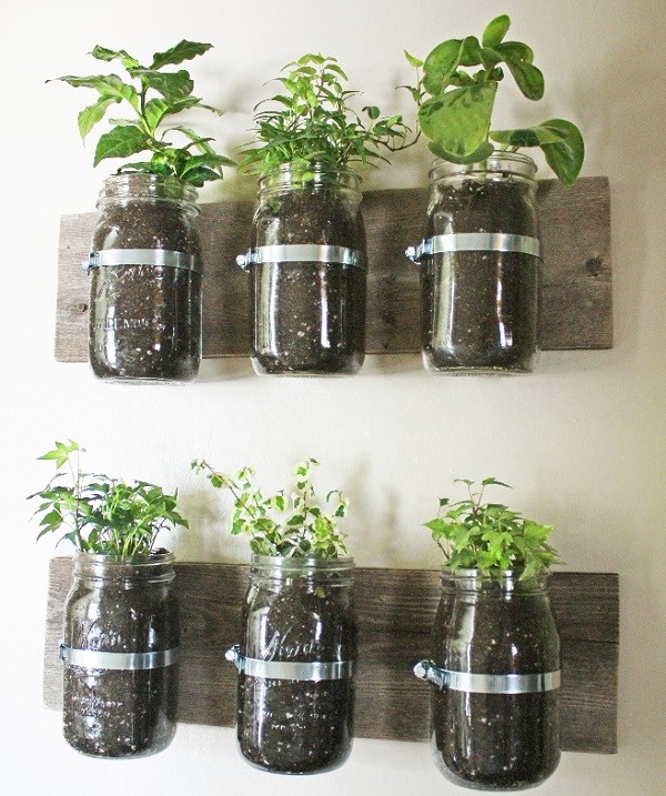 originales vidrio envases plantas pared