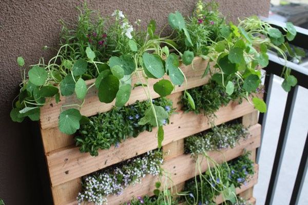 variedad de plantas en jardines verticales palet plantas interior terraza colgantes