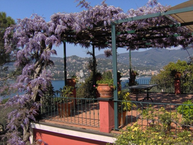 pergola plantas preciosas color aroma purpora