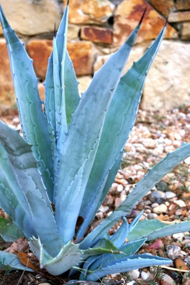 plantas de exterior resistentes agave azul secano
