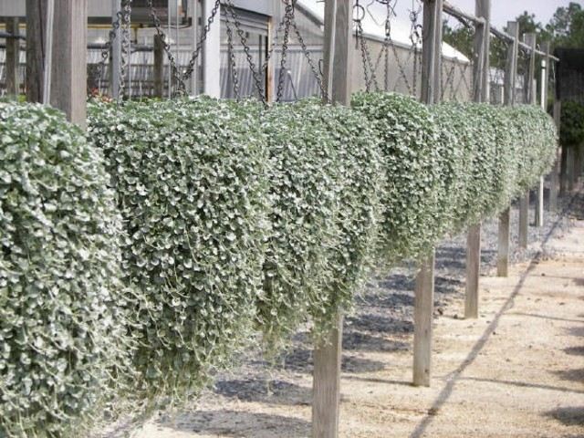plantas de exterior cataratas plata