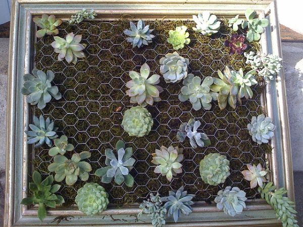 malla de protección para el suelo plantas interior colgante malla suculentas diseño