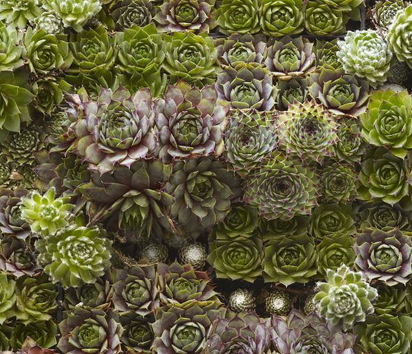 espacio reducido entre plantas plantas interior tupido suculentas jardin