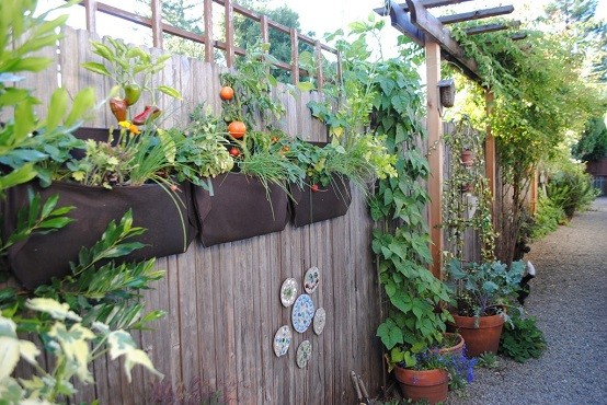 plantas trepadoras pared madera macetas