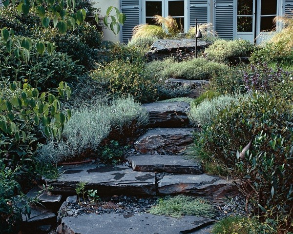 rocas suculentas jardín plantas suculentas