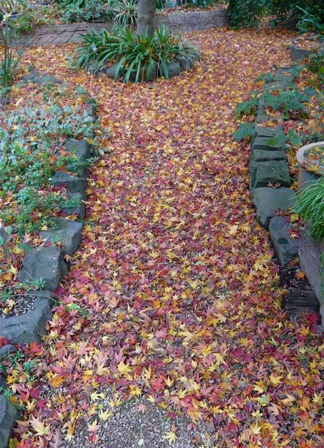 sendero camino natural otoño hojas