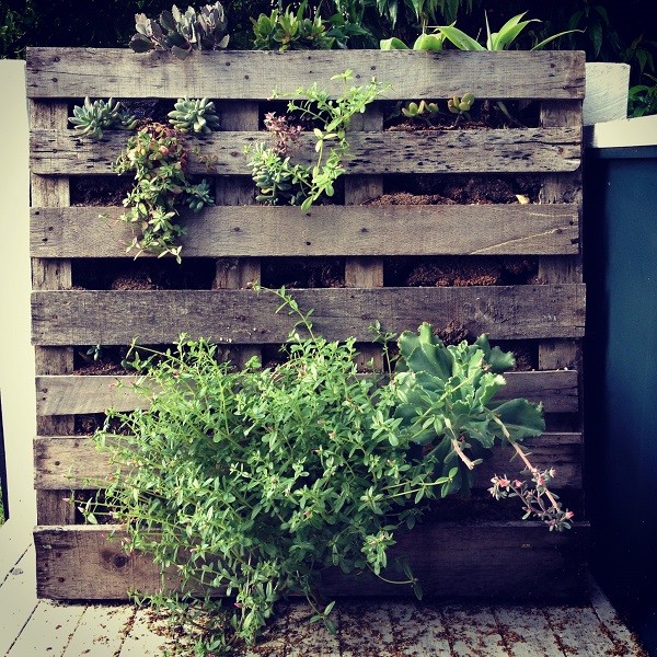 muro verde en patio suculentas palet vertical jardin muro