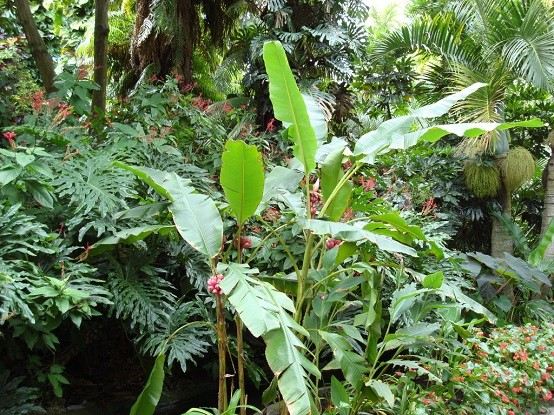 tropical decoracion planta exteriores aromaticas