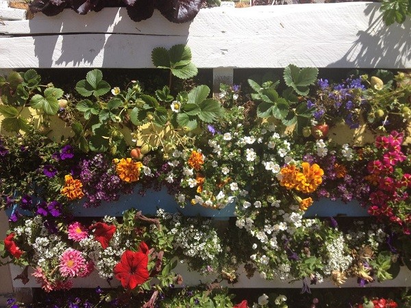 combinación de flores de diferentes colores vertical flores madera palet plantas verticales