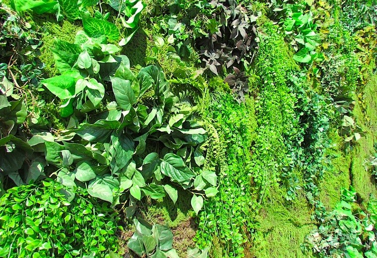bonitas plantas jardines verticales verdes