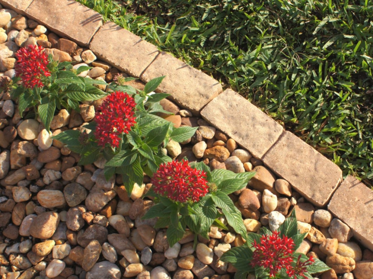 bordes plantas rojas jardín flores