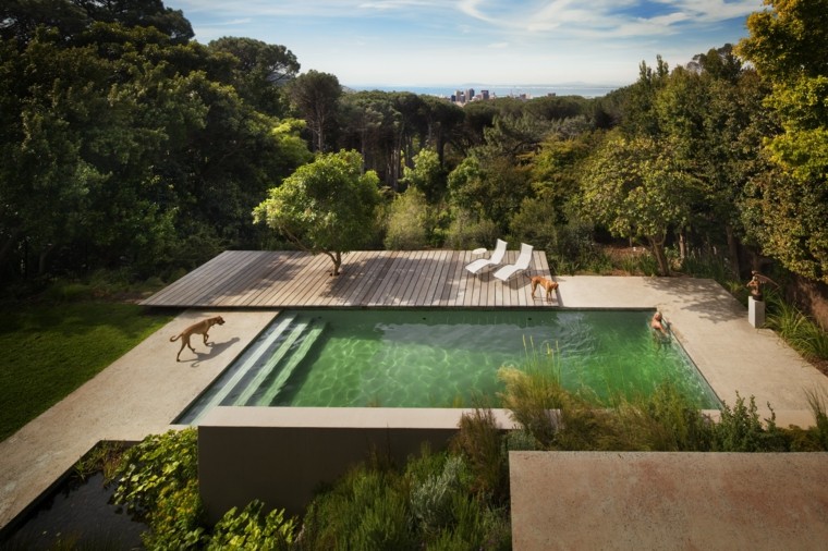 bosque piscina plataforma madera perro