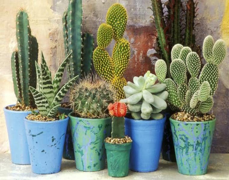 cactus en macetas cactus macetas