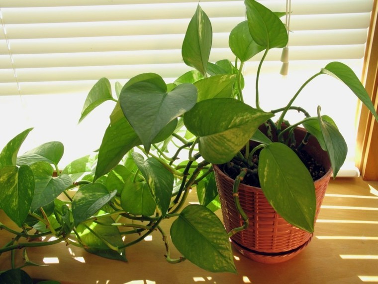 decoración de interiores con plantas ventana cortina luz