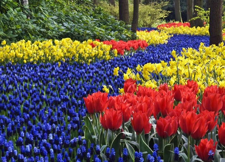 decoracion de jardines tulipanes primavera