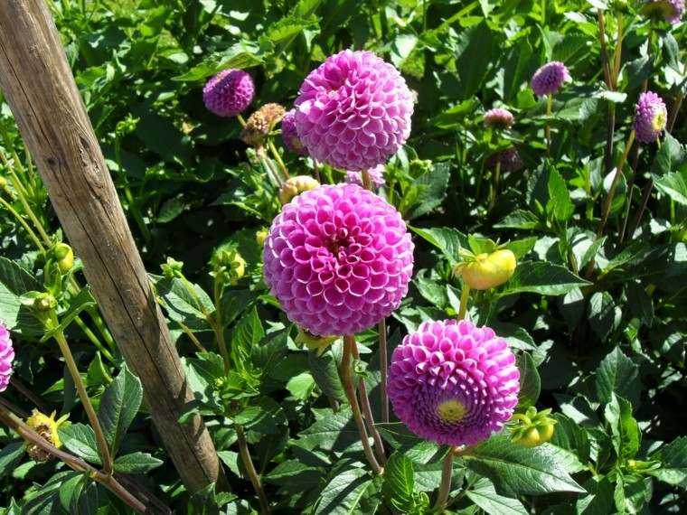 flor idea plantar jardin color purpura claro bonita 