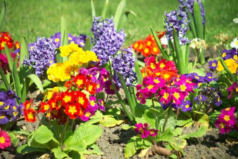 flores contraste colores jardin especies