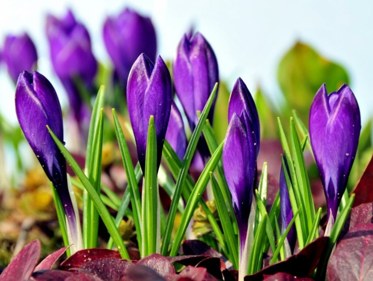 flores purpura ideas geniales decoracion jardin bonitas