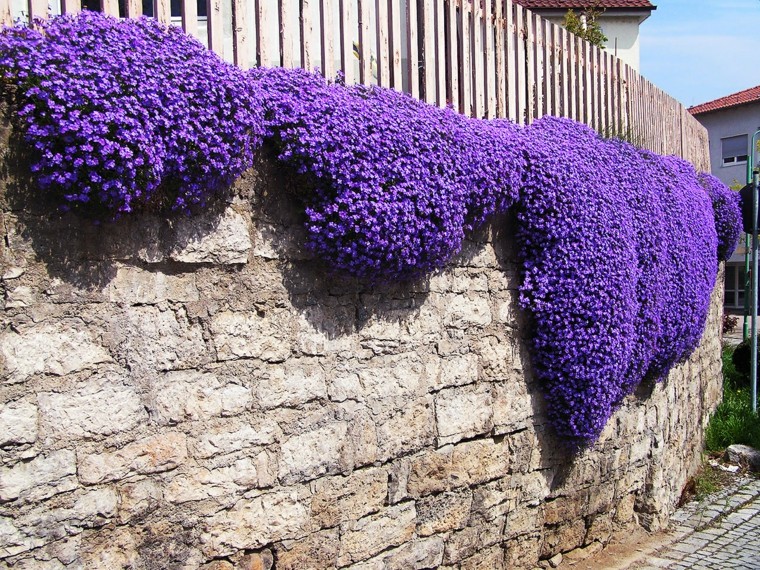 flores purpura trepadoras ideas jardin ideas
