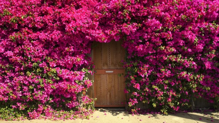 Flores bonitas que no deben faltar en el jardín