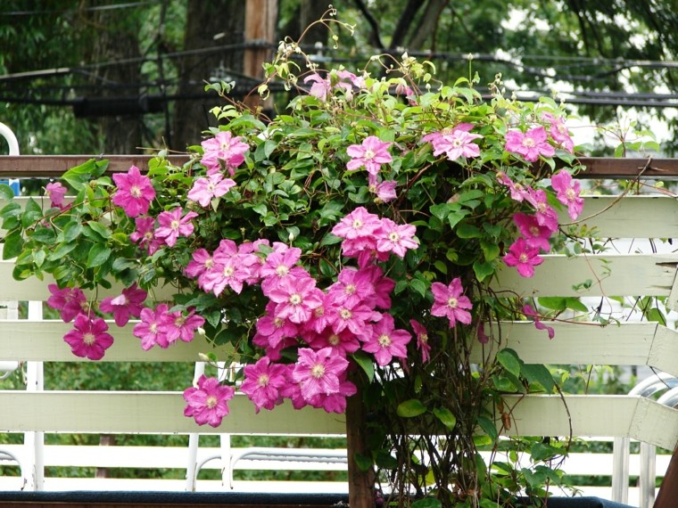 flores trepadoras rosa verde ideas bonitas jardin