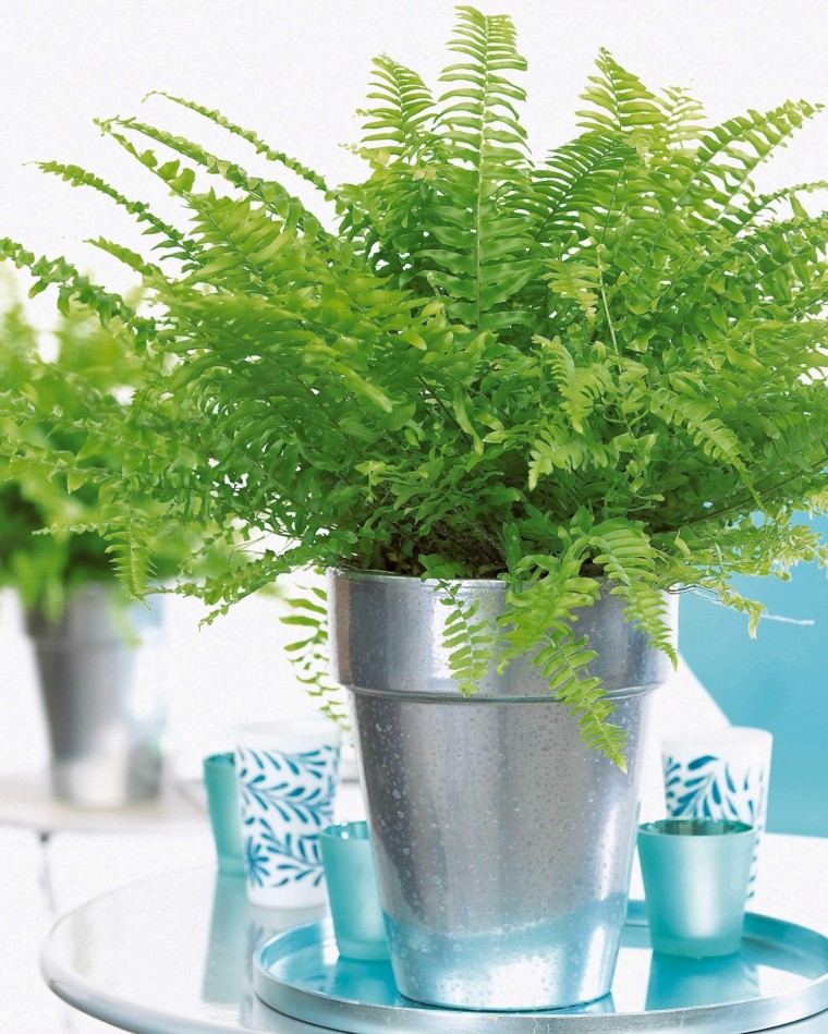 helecho plantas decoracion mesa centro