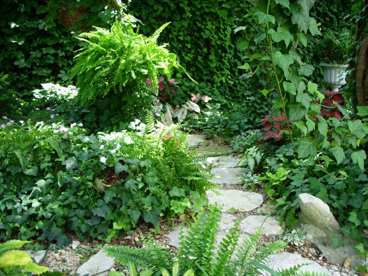 sendero secundario helechos camino macetas patio jardin