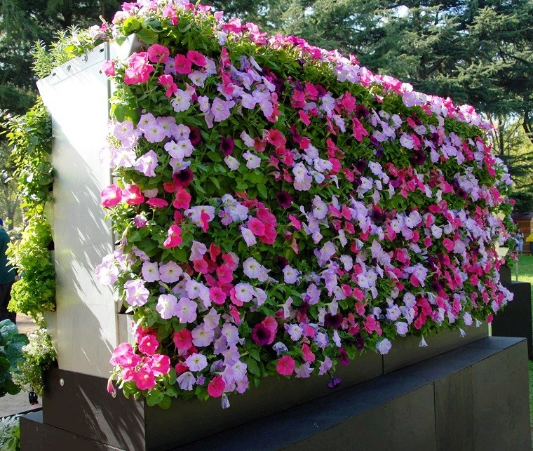 jardin vertical bonitas flores petunias