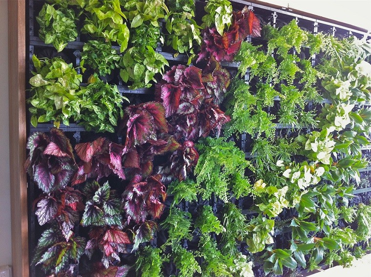 jardines verticales franja roja plantas