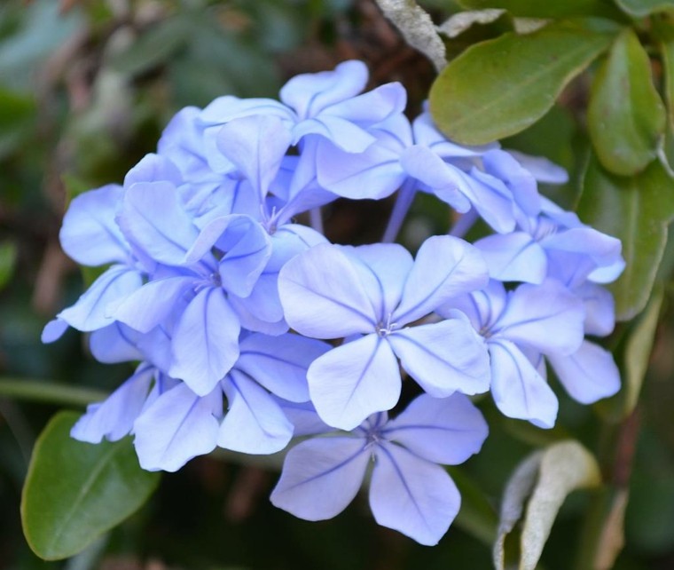 jazmines azules violeta lila