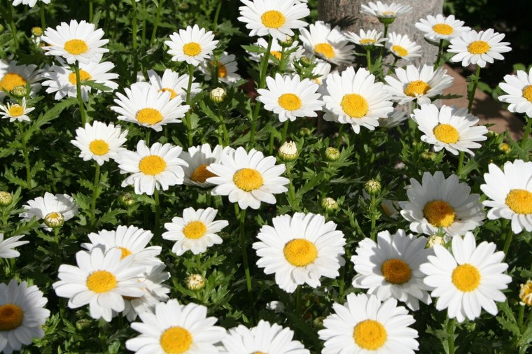 margaritas blancas muchas jardines