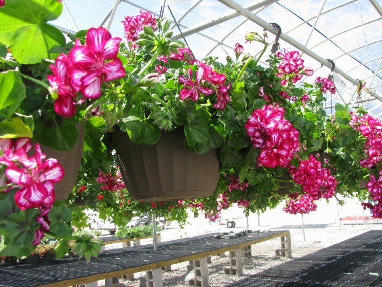 mundo natural casa jardin macetas colgantes ideas