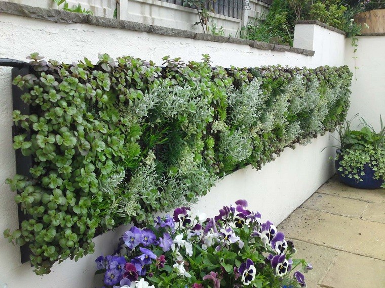 muro jardin violas flores colores