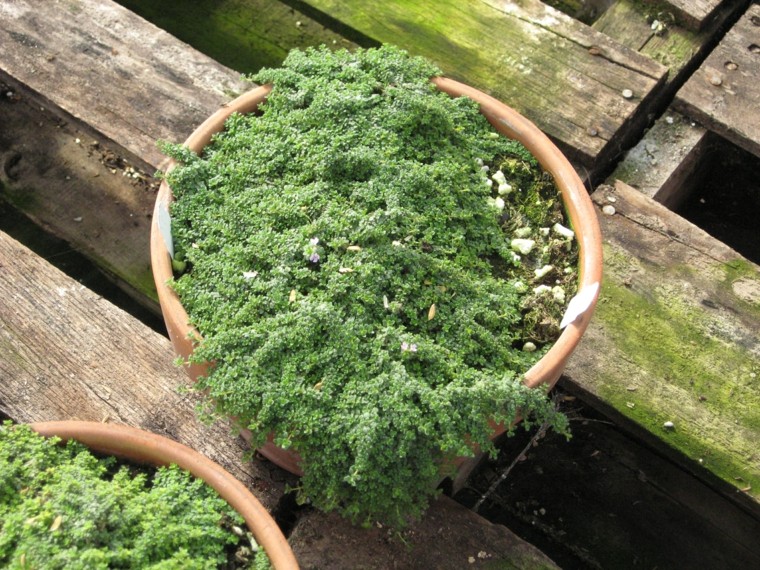 musgo planta maceta jardin decoracion 